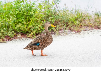 Mottled Duck (Anas Fulvigula) Walking On A Lake Shore In J.N. Ding Darling NWR. Florida. USA