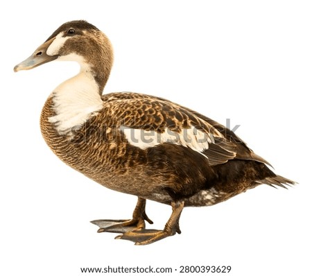 Mottled Duck Brown Patterned Water Bird with Orange Brown Plumage, Full Body Isolated on White Background
