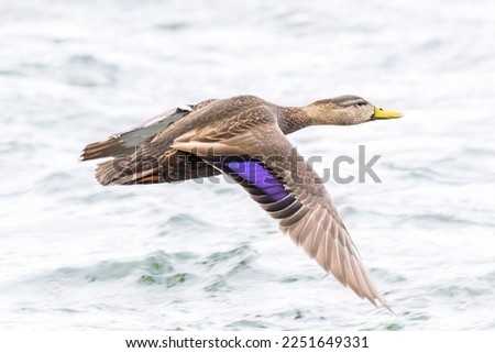 A Mottled Duck in flight over the Richelieu River in Canada.