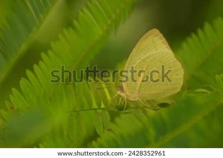 Mottled emigrant (Catopsilia pyranthe) butterfly blends seamlessly into its surroundings, evading the watchful eyes of predators. 