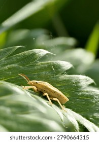 Mottled shield bug Rhaphigaster nebula in its natural habitat, beautiful European wildlife photography.