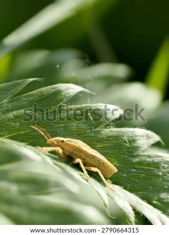 Mottled shield bug Rhaphigaster nebula in its natural habitat, beautiful European wildlife photography.