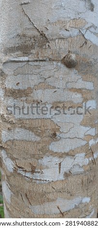 🪵Peeling Mottled Tree Bark Texture With White Brown And Gray Pattern🪵

 trunk with peeling and mottled bark texture. Natural pattern of white, gray, light brown and tan bark with rough surface, cracks, knots and scratches. Organic wood background.


