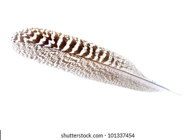 Mottled Wild Turkey Feather Isolated On White Background