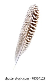 Mottled Wild Turkey Feather Isolated On White Background