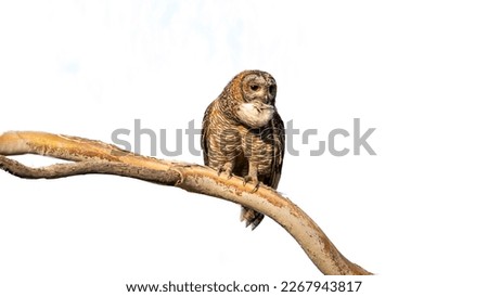 The mottled wood owl (Strix ocellata).