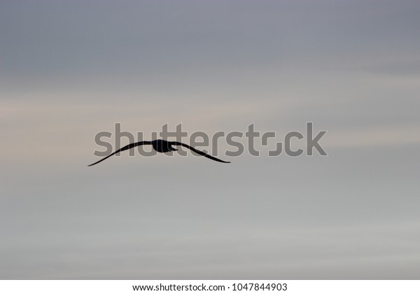 Mouette En Vol Stock Photo Edit Now