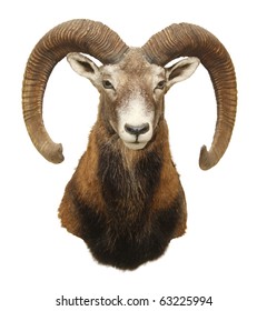 71 Stuffed Rams Head Images, Stock Photos & Vectors | Shutterstock