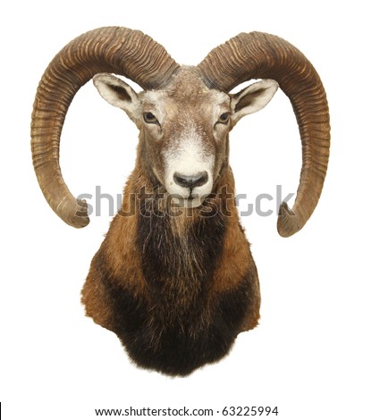 moufflon (Ovis musimon) hunting trophy with big horn isolated