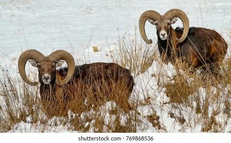 Moufflon in the winter