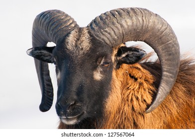 Ram Goat Alpine Mouflon Wilderness Photodocumented Stock Photo (Edit ...