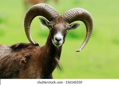 Mouflon - Shutterstock ID 156145550