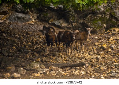 Mouflon