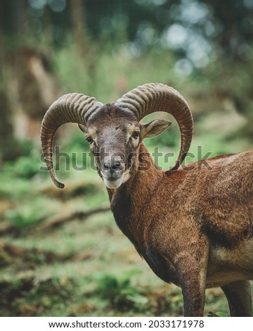 Mouflon and Deers in their typical environment. High quality photo