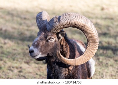 Mouflon, European Mouflon, [Ovis Orientalis Musimon]