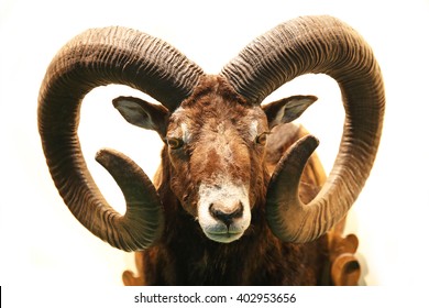 Mouflon hunting trophy isolated on white background