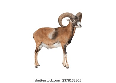 mouflon isolated on white background