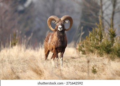 Mouflon Male