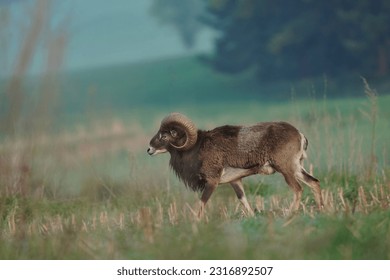 Mouflon, Ovis musimon, forest horned animal in the nature habitat, portrait of mammal with big horn, Czech Republic