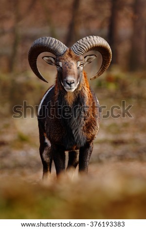 Mouflon, Ovis orientalis, forest horned animal in the nature habitat, portrait of mammal with big horns, face to face view, Praha, Czech Republic.