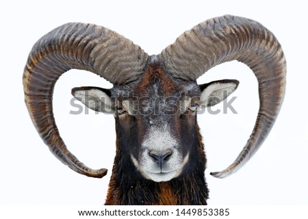 Mouflon, Ovis orientalis, horned animal in nature habitat. Close-up portrait of mammal with big horns, Czech Republic. Cold snowy tree vegetation, white nature. Snowy winter in forest.