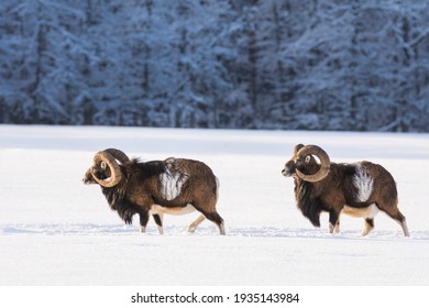 Mouflon, Ovis Orientalis Musimon, In Snowy Landscape