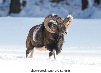 Mouflon, Ovis Orientalis Musimon, In Snowy Landscape