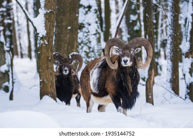 Mouflon, Ovis Orientalis Musimon, In Snowy Landscape