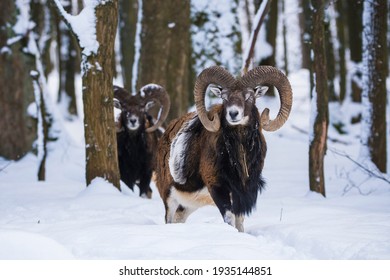 Mouflon, Ovis Orientalis Musimon, In Snowy Landscape