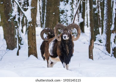 Mouflon, Ovis Orientalis Musimon, In Snowy Landscape