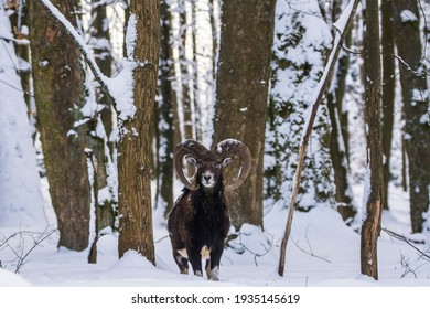 Mouflon, Ovis Orientalis Musimon, In Snowy Landscape