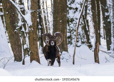 Mouflon, Ovis Orientalis Musimon, In Snowy Landscape