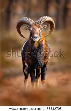 Mouflon, Ovis orientalis, portrait of mammal with big horns, Prague, Czech Republic. Wildlife scene form nature. Animal behavior in forest. Muflon with big horns on the head, in the forest.