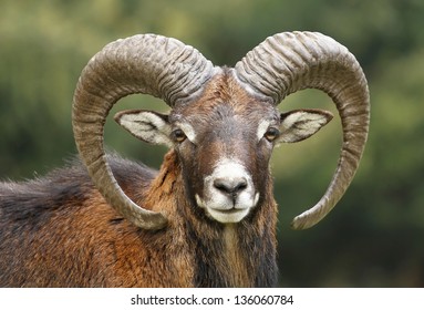 Mouflon portrait - Shutterstock ID 136060784