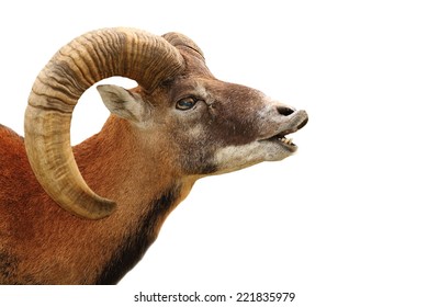 mouflon portrait showing mating ritual on white backgroud