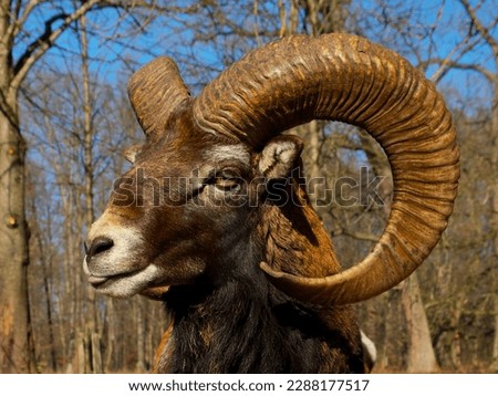 mouflon ram with large horns shows the tongue
