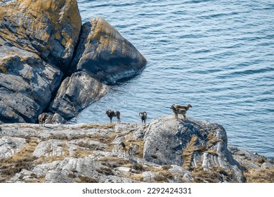Mouflon sheep next to the edge of the sea