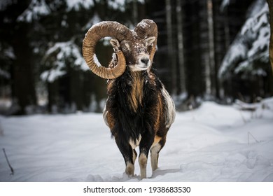 Mouflon in snowy landscape, Czech republic.
