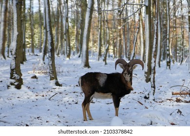 Mouflon stands in the forest in the snow
