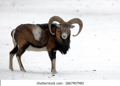 A mouflon stands on white snow and watches the surroundings.