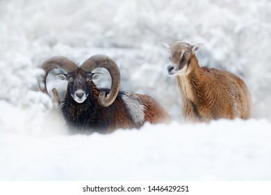 Mouflon, winter portrait of big forest animal. Mouflon, Ovis orientalis, forest horned animal in nature habitat. Close-up portrait of mammal with big horns, Czech Republic. Pair of big animals.