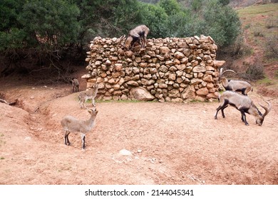 Mouflons in the Spanish mountains of Jaen.