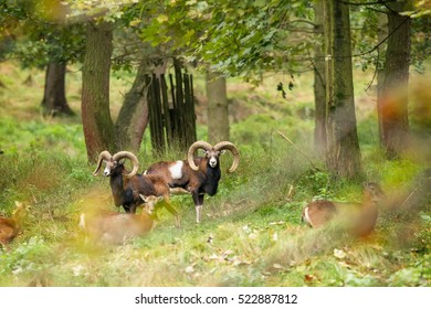 Mouflons Wary Of The Impending Danger