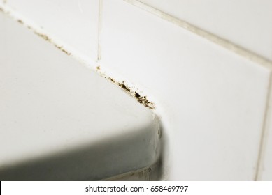 Mould In A Bathroom On The Tiles And The Silicon