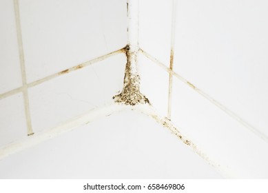 Mould In A Bathroom On The Tiles And The Silicon