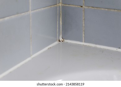 Mould In A Bathroom At The Tiles And The Silicone