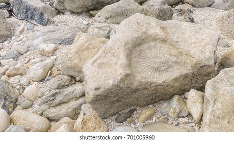 The Mould Of A Large Titanites Ammonite Fossil On A Beach On The Isle Of Portland On Dorset's Jurassic Coast. 