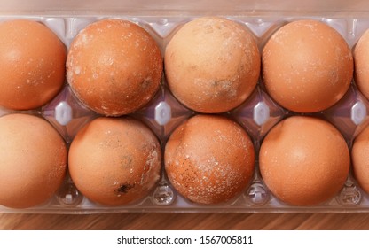 Mould / Mildew Growing On Spoiled Eggs Stored Improperly In Cold And Wet Fridge For Long Time