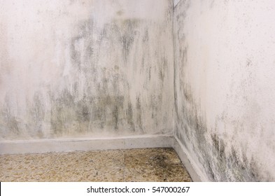 Mould and moisture build up on a wall.