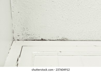 Mould On A Ceiling Due To Damp